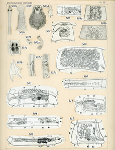 寄生蠕虫類の分類体系．第II巻．脊椎動物の条虫類　原図7/7