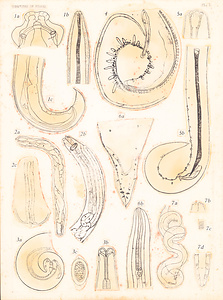 寄生蠕虫類の分類体系．第Ⅲ巻．脊椎動物の線虫類　原図　1/10