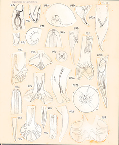 寄生蠕虫類の分類体系．第Ⅲ巻．脊椎動物の線虫類　原図　2/10