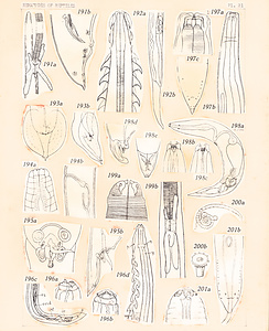 寄生蠕虫類の分類体系．第Ⅲ巻．脊椎動物の線虫類　原図　3/10
