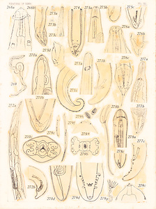 寄生蠕虫類の分類体系．第Ⅲ巻．脊椎動物の線虫類　原図　4/10
