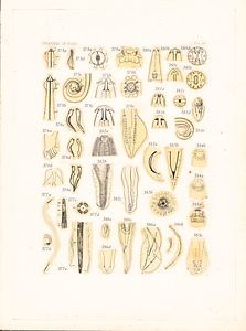 寄生蠕虫類の分類体系．第Ⅲ巻．脊椎動物の線虫類　原図　5/10