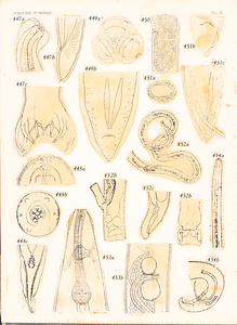 寄生蠕虫類の分類体系．第Ⅲ巻．脊椎動物の線虫類　原図　6/10