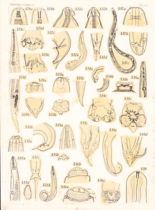 寄生蠕虫類の分類体系．第Ⅲ巻．脊椎動物の線虫類　原図　7/10