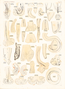 寄生蠕虫類の分類体系．第Ⅲ巻．脊椎動物の線虫類　原図　8/10