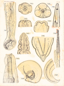 寄生蠕虫類の分類体系．第Ⅲ巻．脊椎動物の線虫類　原図　9/10
