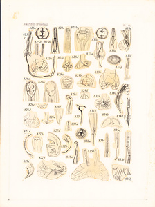 寄生蠕虫類の分類体系．第Ⅲ巻．脊椎動物の線虫類　原図　10/10