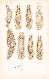 寄生蠕虫類の分類体系．第Ⅳ巻．脊椎動物の単生類および盾吸虫類　原図　1/13