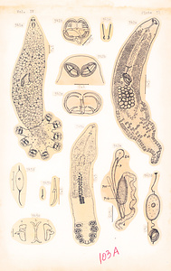 寄生蠕虫類の分類体系．第Ⅳ巻．脊椎動物の単生類および盾吸虫類　原図　6/13