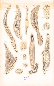 寄生蠕虫類の分類体系．第Ⅳ巻．脊椎動物の単生類および盾吸虫類　原図　7/13