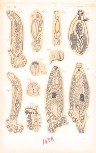 寄生蠕虫類の分類体系．第Ⅳ巻．脊椎動物の単生類および盾吸虫類　原図　8/13