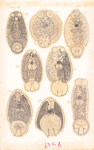 寄生蠕虫類の分類体系．第Ⅳ巻．脊椎動物の単生類および盾吸虫類　原図　4/13