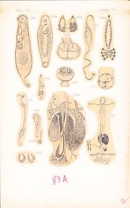 寄生蠕虫類の分類体系．第Ⅳ巻．脊椎動物の単生類および盾吸虫類　原図　5/13