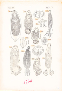 寄生蠕虫類の分類体系．第Ⅳ巻．脊椎動物の単生類および盾吸虫類　原図　9/13