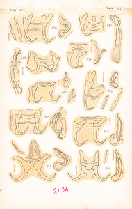 寄生蠕虫類の分類体系．第Ⅳ巻．脊椎動物の単生類および盾吸虫類　原図　11/13