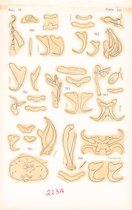 寄生蠕虫類の分類体系．第Ⅳ巻．脊椎動物の単生類および盾吸虫類　原図　12/13