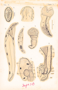 寄生蠕虫類の分類体系．第Ⅴ巻．脊椎動物の鉤頭虫類　原図　1/8