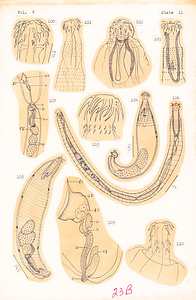 寄生蠕虫類の分類体系．第Ⅴ巻．脊椎動物の鉤頭虫類　原図　2/8