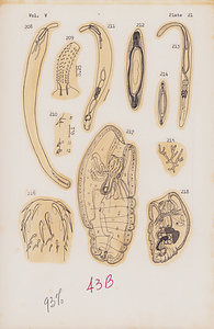 寄生蠕虫類の分類体系．第Ⅴ巻．脊椎動物の鉤頭虫類　原図　3/8