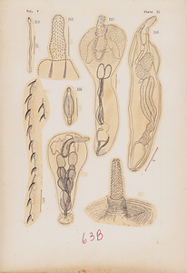 寄生蠕虫類の分類体系．第Ⅴ巻．脊椎動物の鉤頭虫類　原図　4/8