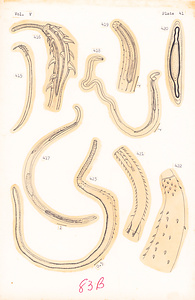 寄生蠕虫類の分類体系．第Ⅴ巻．脊椎動物の鉤頭虫類　原図　5/8