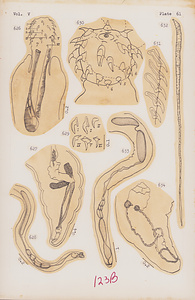 寄生蠕虫類の分類体系．第Ⅴ巻．脊椎動物の鉤頭虫類　原図　7/8