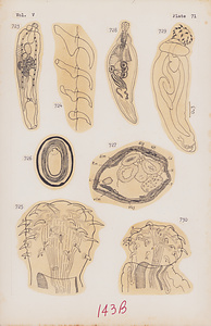 寄生蠕虫類の分類体系．第Ⅴ巻．脊椎動物の鉤頭虫類　原図　8/8