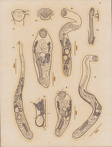 ハワイ産魚類の二生吸虫類　原図　1/9