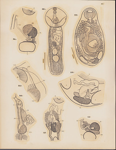 ハワイ産魚類の二生吸虫類　原図　2/9