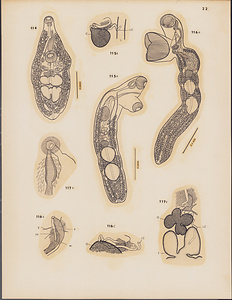 ハワイ産魚類の二生吸虫類　原図　3/9