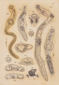 ハワイ産魚類の二生吸虫類　原図　5/9
