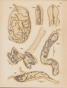 ハワイ産魚類の二生吸虫類　原図　6/9
