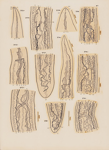 ハワイ産魚類の二生吸虫類　原図　7/9