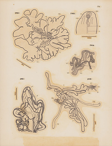ハワイ産魚類の二生吸虫類　原図　8/9