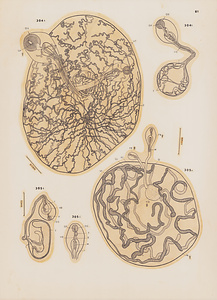 ハワイ産魚類の二生吸虫類　原図　9/9