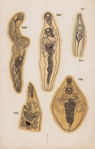 脊椎動物の二生吸虫類総覧　第Ⅱ巻　原図　16/35