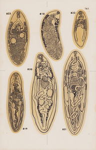 脊椎動物の二生吸虫類総覧　第Ⅱ巻　原図　17/35