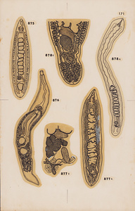 脊椎動物の二生吸虫類総覧　第Ⅱ巻　原図　18/35