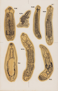 脊椎動物の二生吸虫類総覧　第Ⅱ巻　原図　19/35