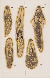 脊椎動物の二生吸虫類総覧　第Ⅱ巻　原図　20/35