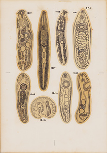 脊椎動物の二生吸虫類総覧　第Ⅱ巻　原図　21/35