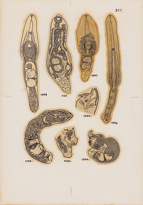 脊椎動物の二生吸虫類総覧　第Ⅱ巻　原図　22/35