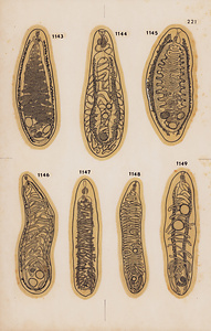 脊椎動物の二生吸虫類総覧　第Ⅱ巻　原図　23/35