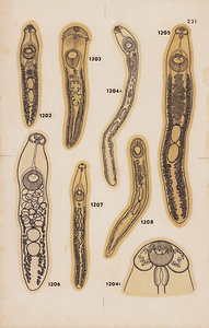 脊椎動物の二生吸虫類総覧　第Ⅱ巻　原図　24/35