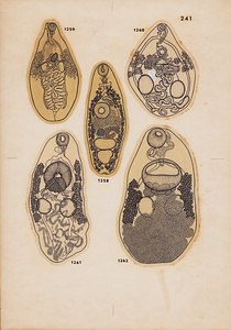 脊椎動物の二生吸虫類総覧　第Ⅱ巻　原図　25/35